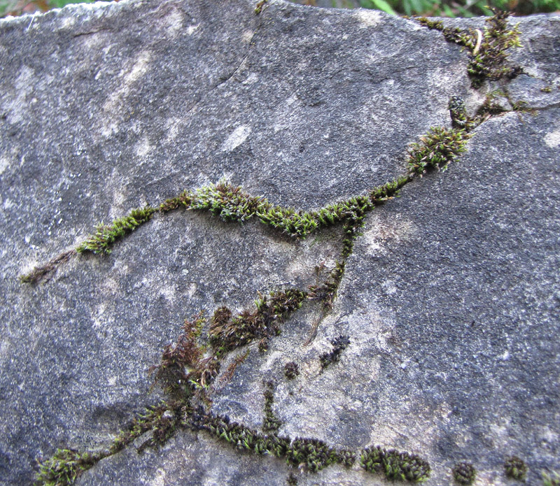 Schistidium pulchrum
